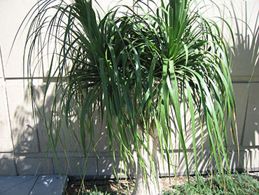 Beaucarnea recurvata or Ponytail Palm